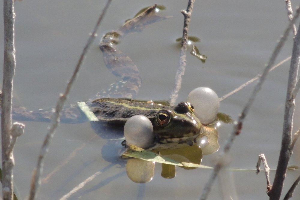 Photograph by Игорь Мамонтов