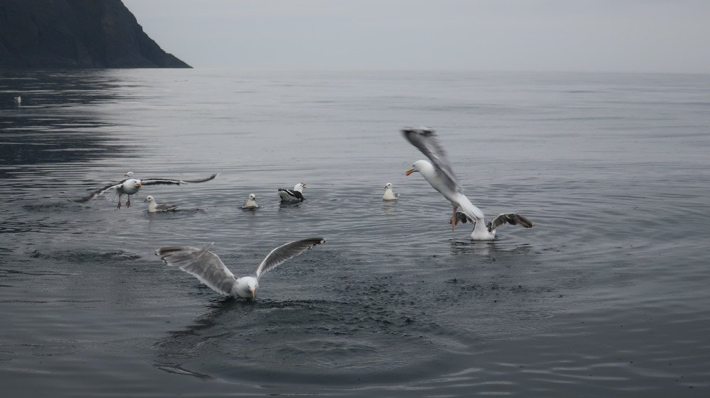 Photograph by Алина Голубева