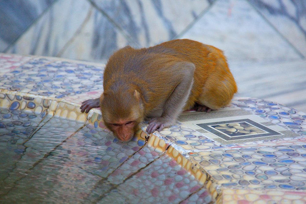 Photograph by santosh pandit