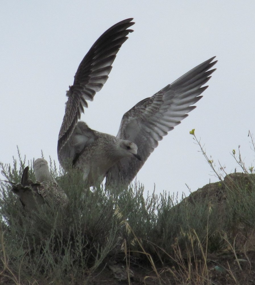 Photograph by Игорь Мамонтов