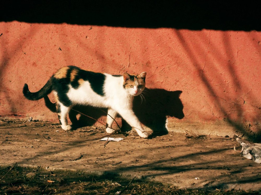 Photograph by Любовь Новикова