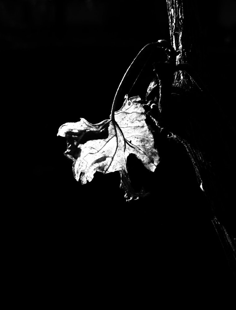 Photograph by Александр Рыбак