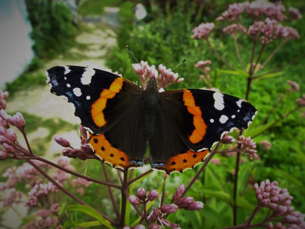Фотография автора Виктор Конев