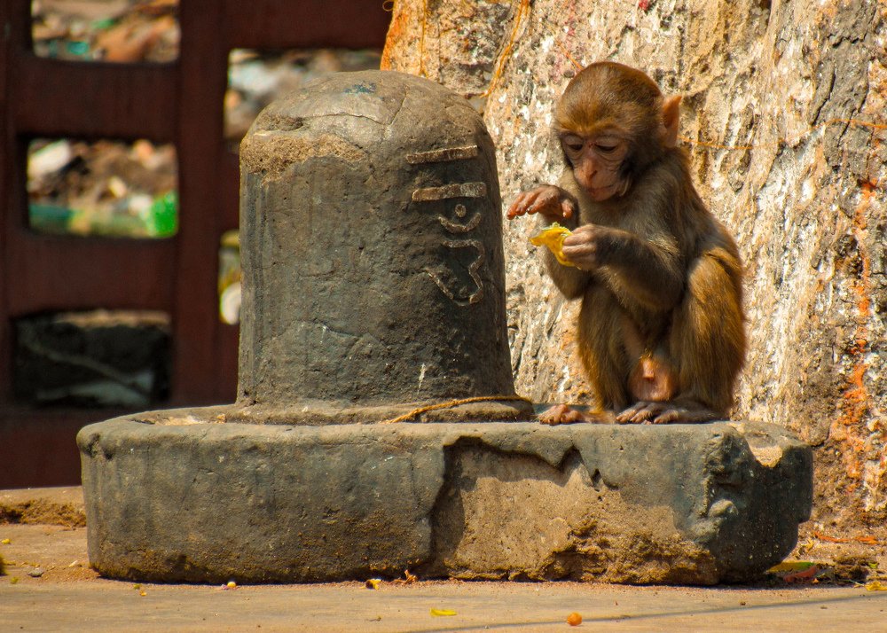 Photograph by SUSMITA SARDAR