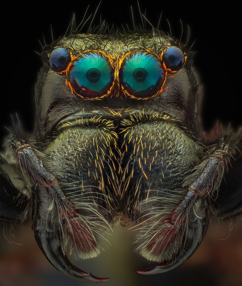 Portrait a jumping spider in Cuc Phuong national park Vietnam