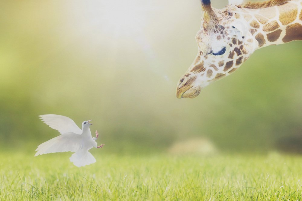 Photograph by KAWAKAMI KAZUTOSHI