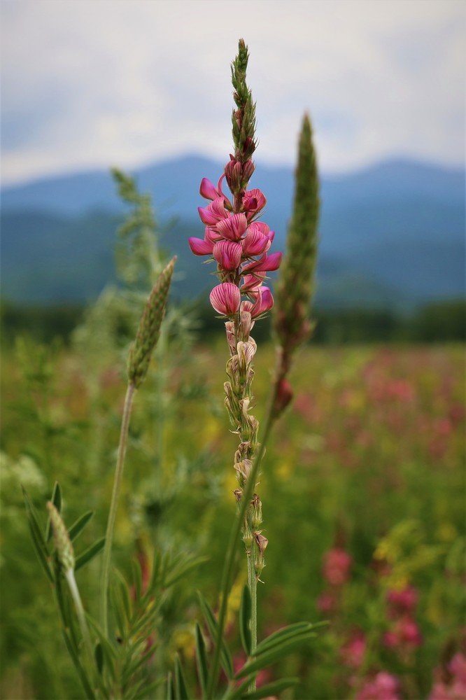 Тишина и гармония