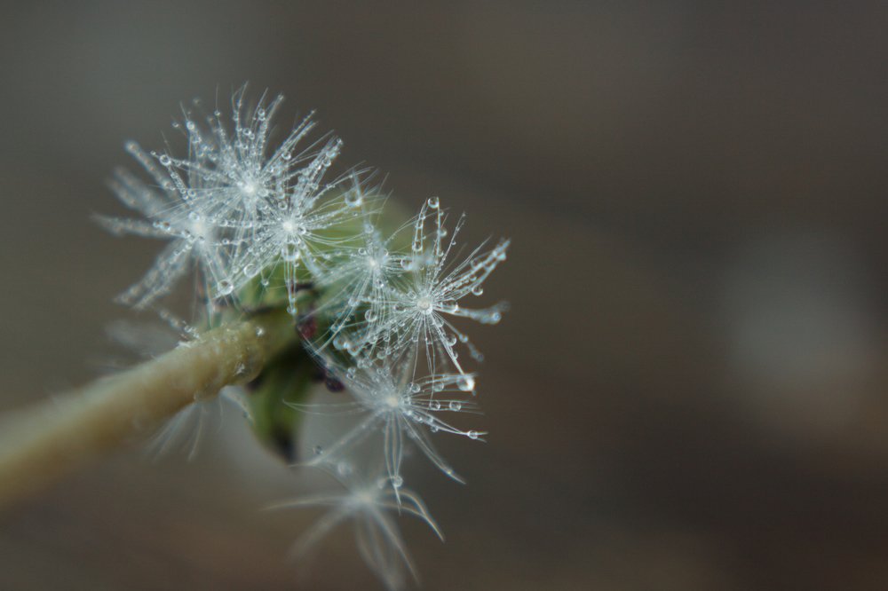 Photograph by Натали Чалык