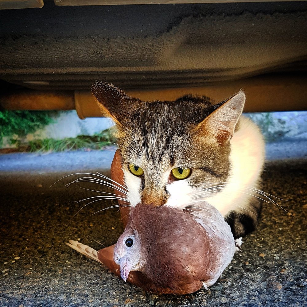 Photograph by Давид Нагапетьян