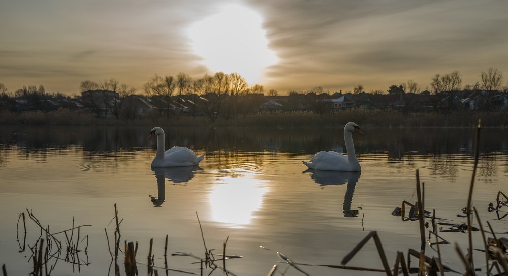 Лебеди на рассвете