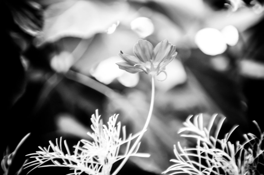 Photograph by Raimonda Ivanauskaite