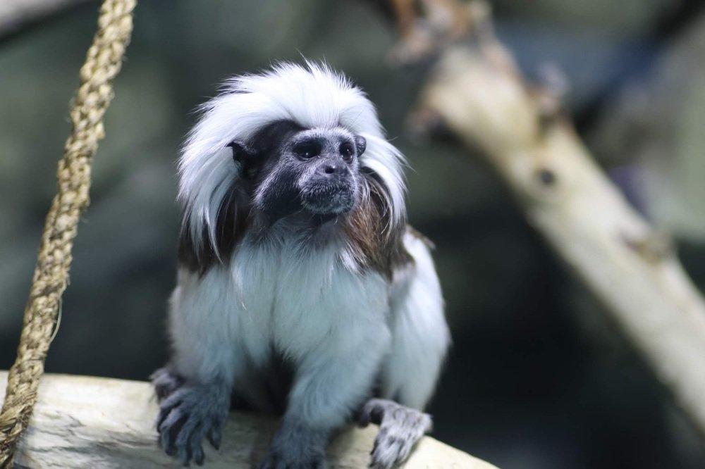 Маленький, но гордый лев