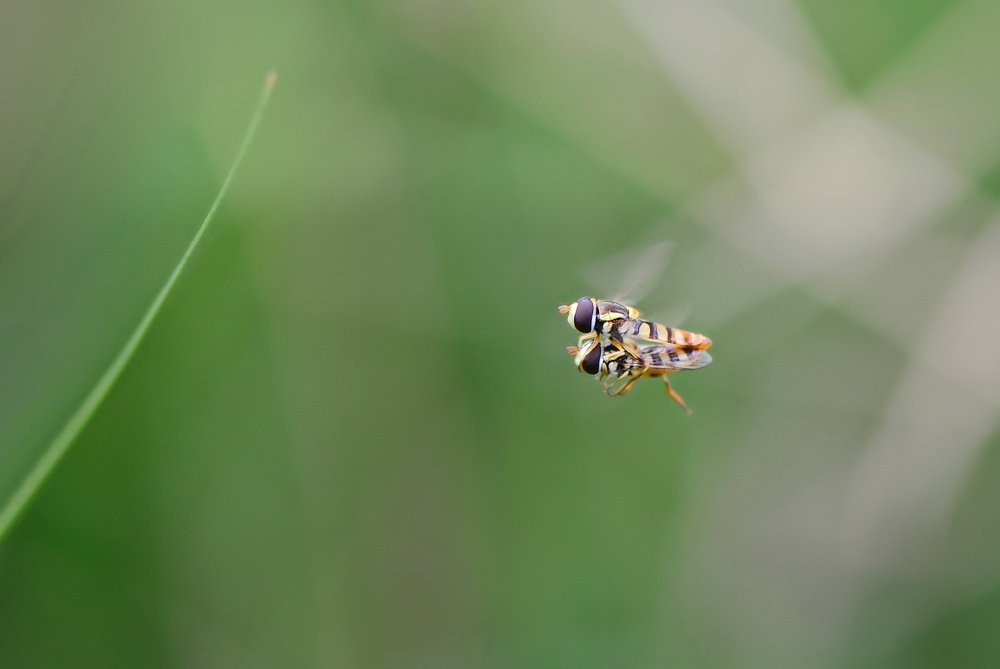 Bee's Romantic moment