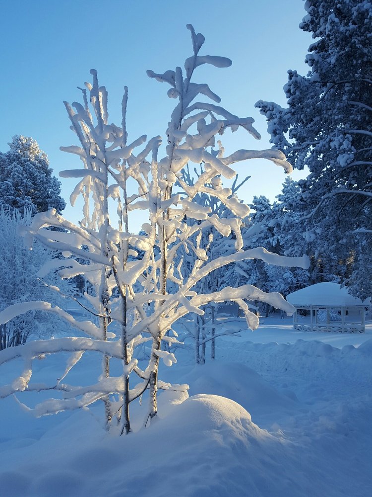Tree with snow