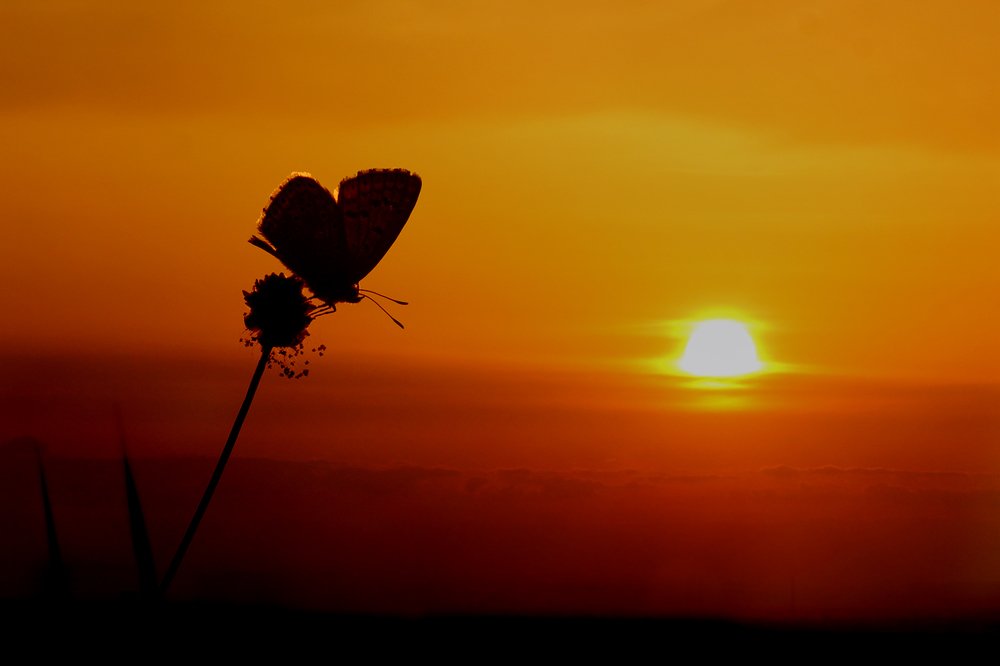 Photograph by mohsen mikaeili