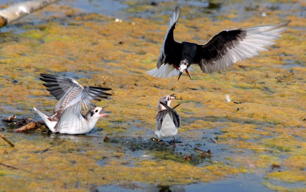 Photograph by Александр Велигура
