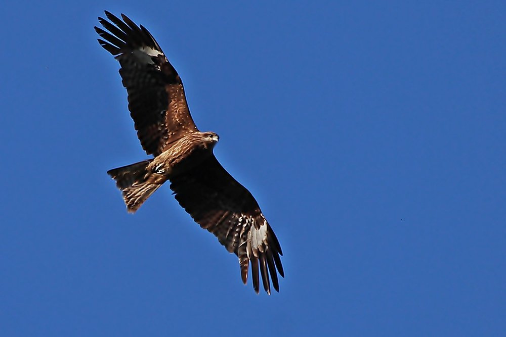 Photograph by Александр Велигура