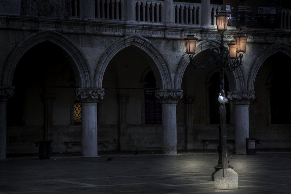 Одинокий голубь