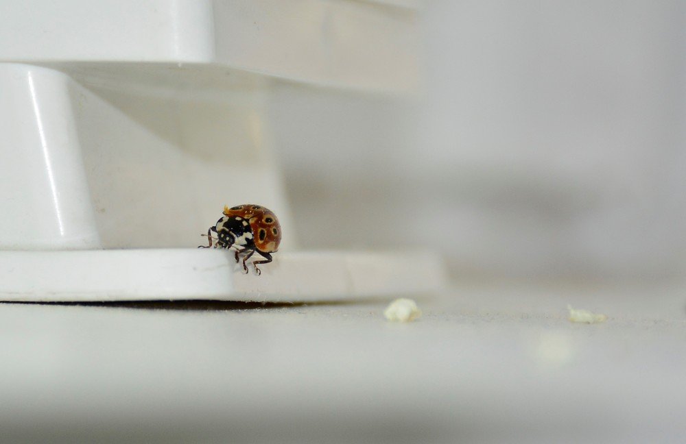 Любопытство...