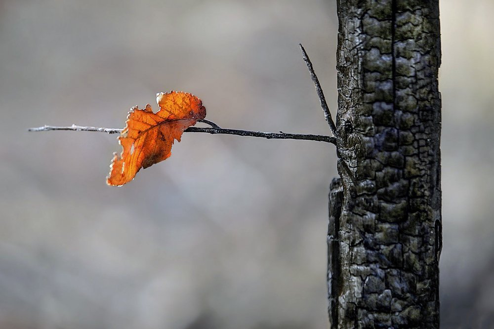 Photograph by mohsen mikaeili