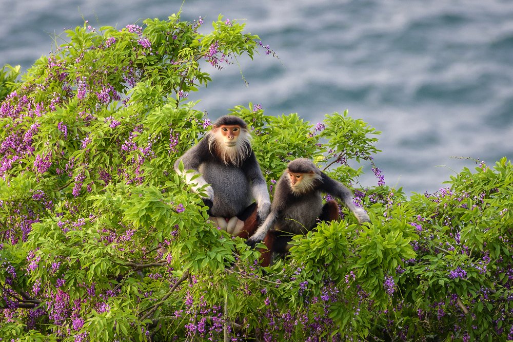VOỌC CHÀ VÁ CHÂN NÂU "BÁU VẬT SƠN TRÀ"