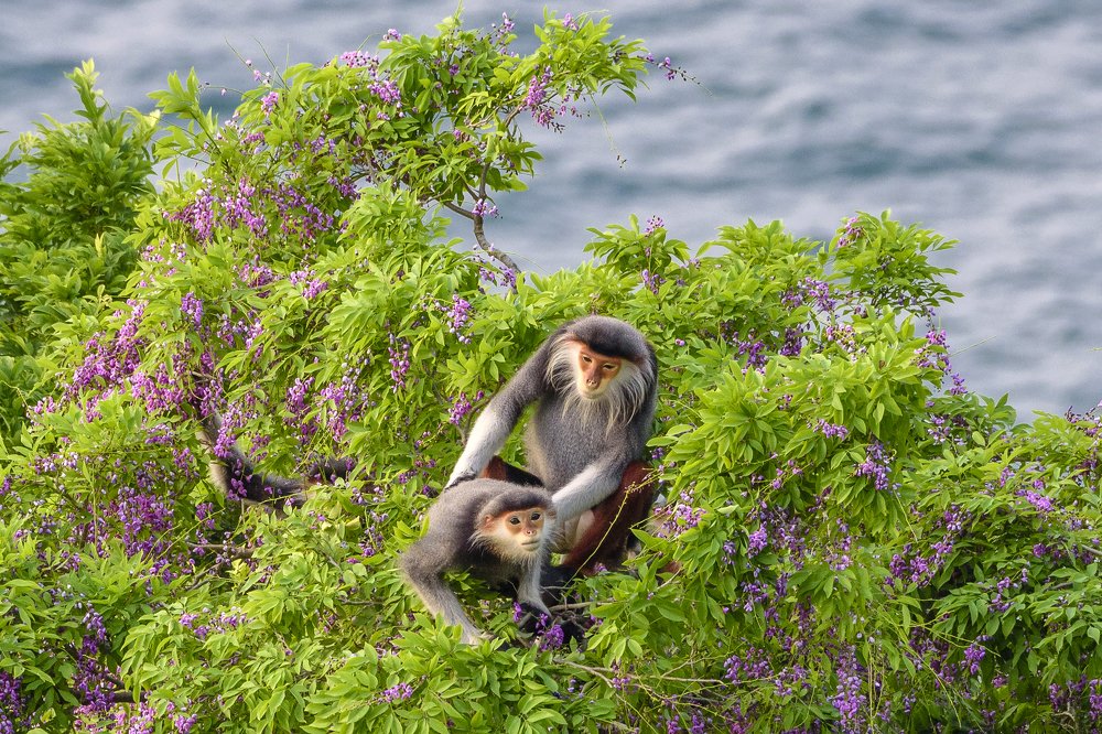VOỌC CHÀ VÁ CHÂN NÂU