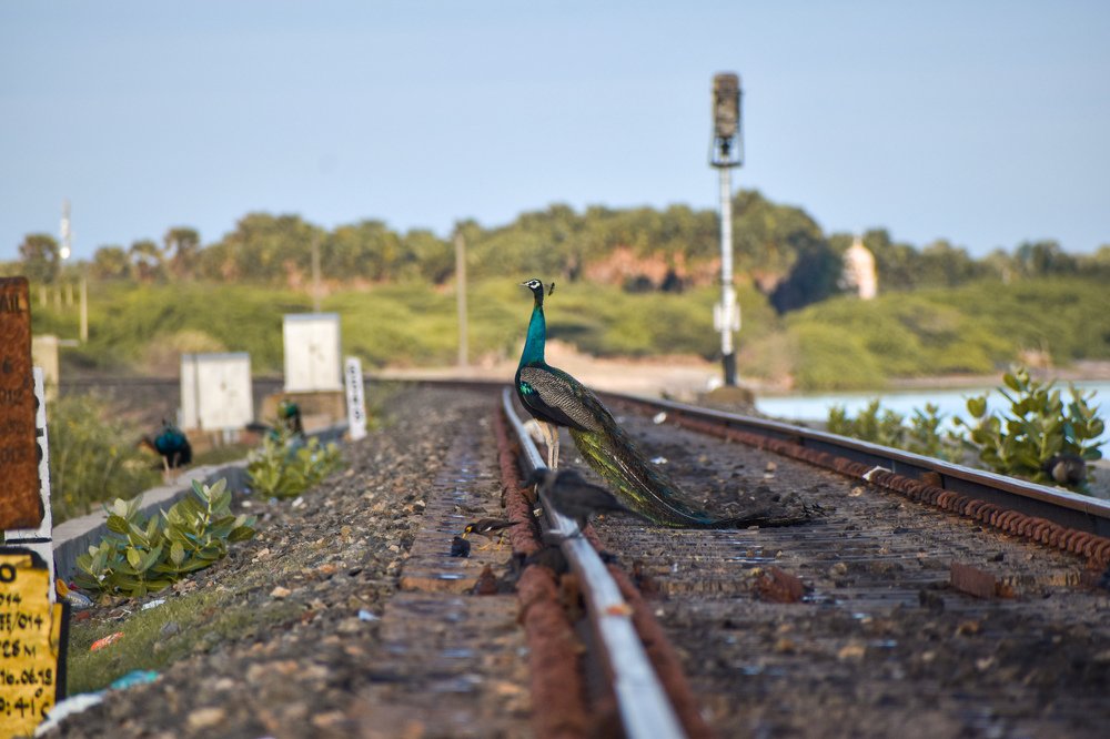 Photograph by Beski Periya Nayagam A.