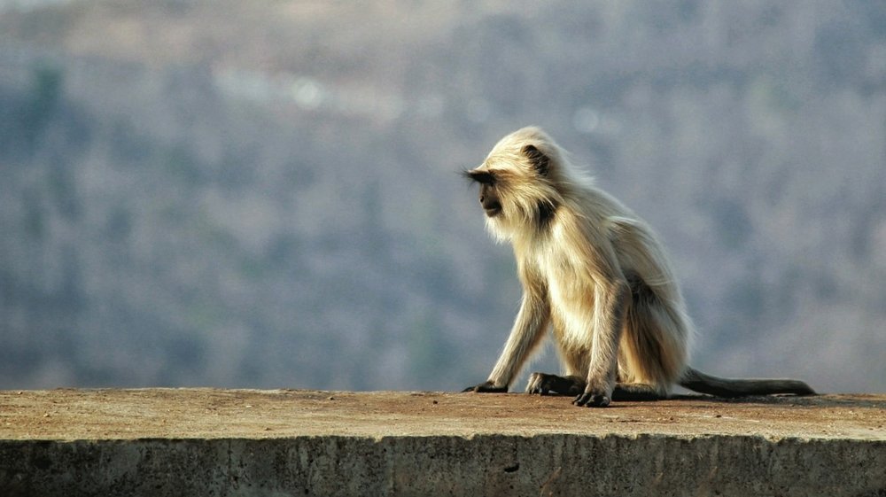 A Gray Langur