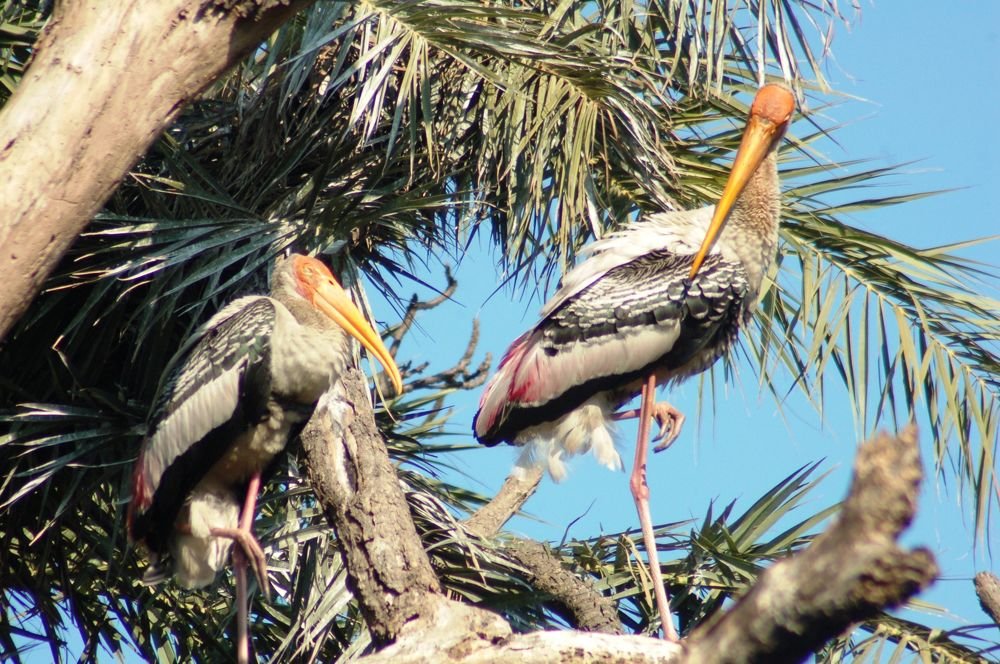 Photograph by Rajesh Kashyap