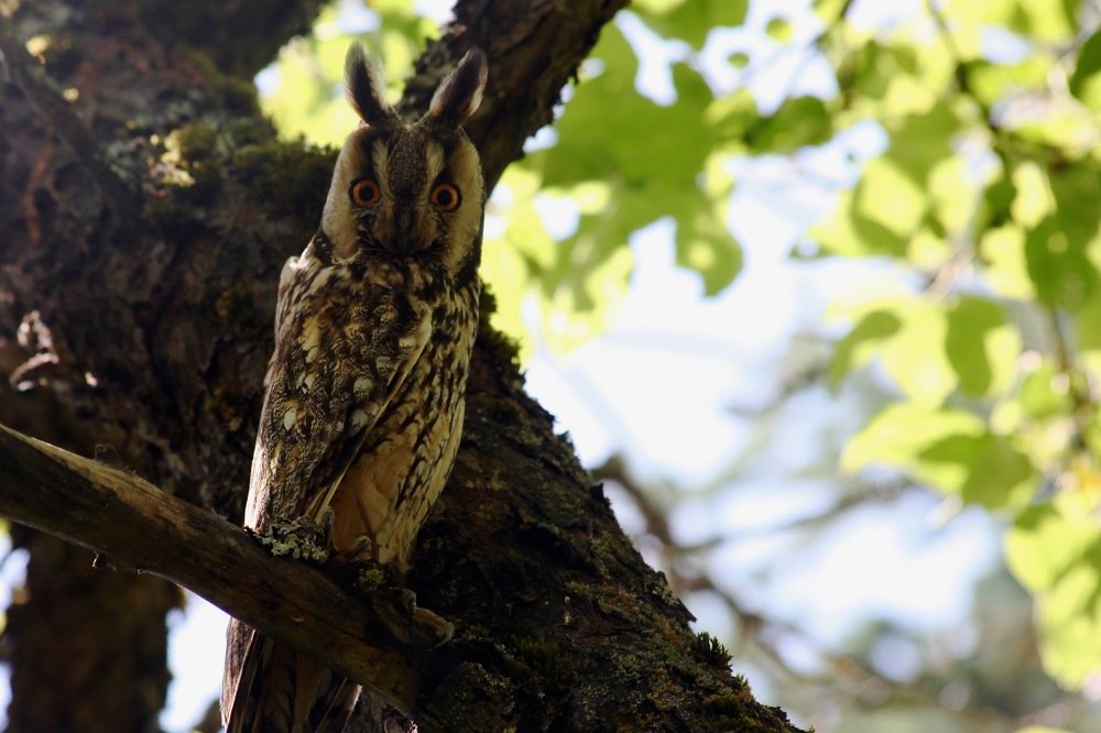 Photograph by Наталья Саксонова