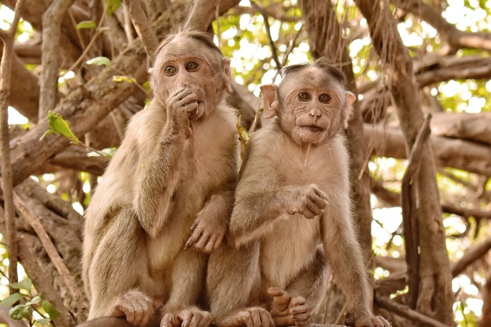 Photograph by Ashish