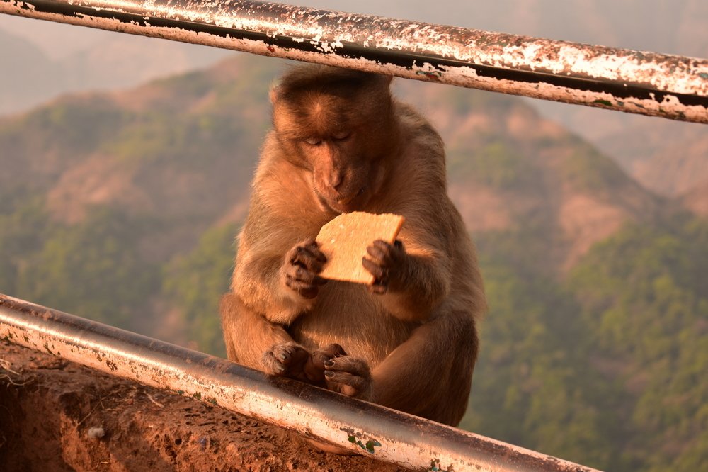 Photograph by Ashish