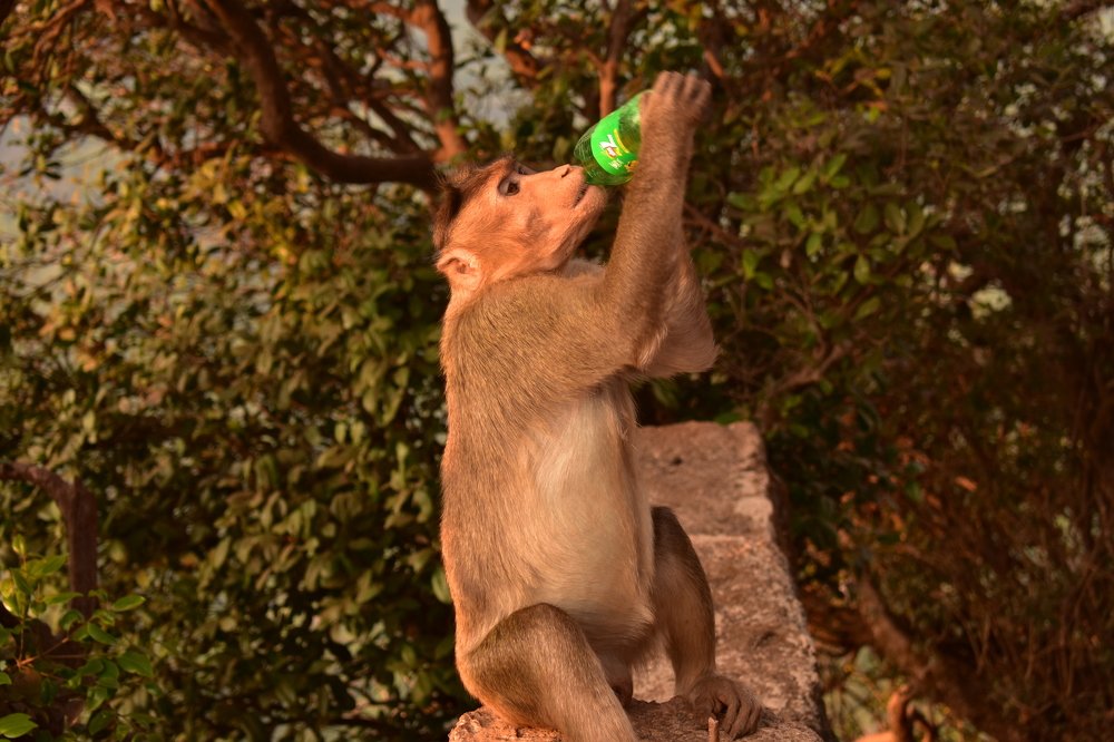 Photograph by Ashish