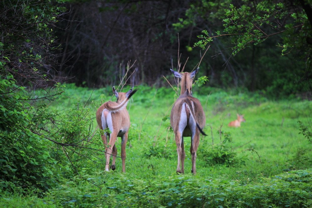 Photograph by Mahesh Patankar