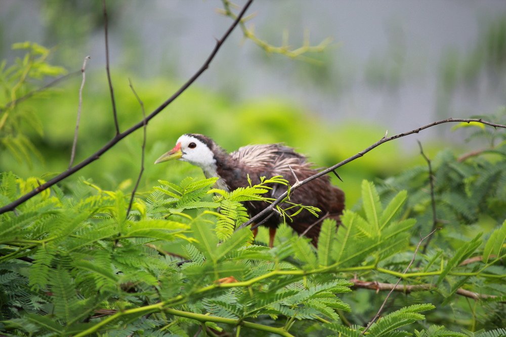 Photograph by Mahesh Patankar