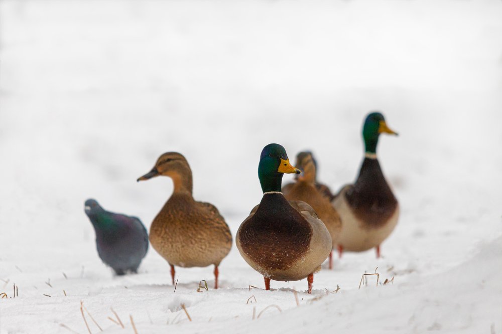 Псс, парень, семки есть?