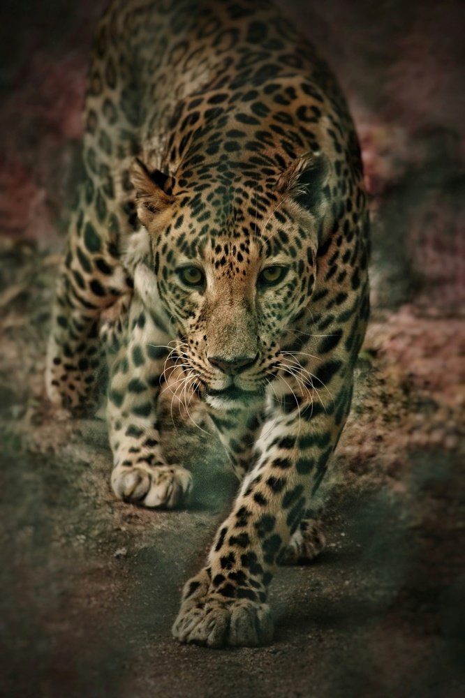 Photograph by Sai Kumar
