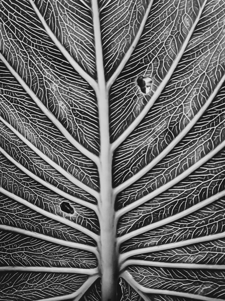 Folha no Parque da Utinga