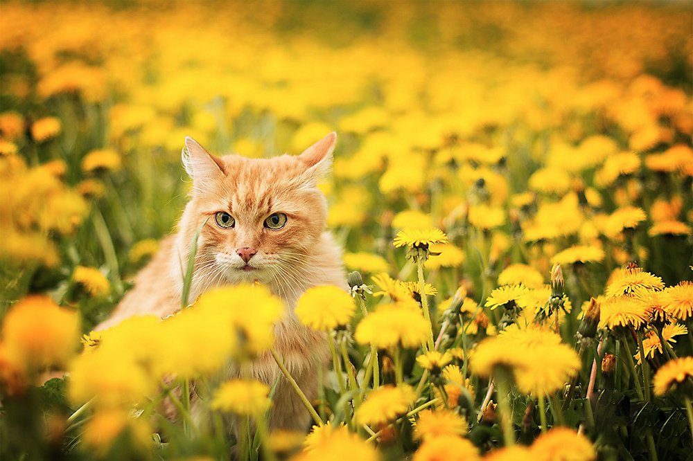 Photograph by Елена Маринина