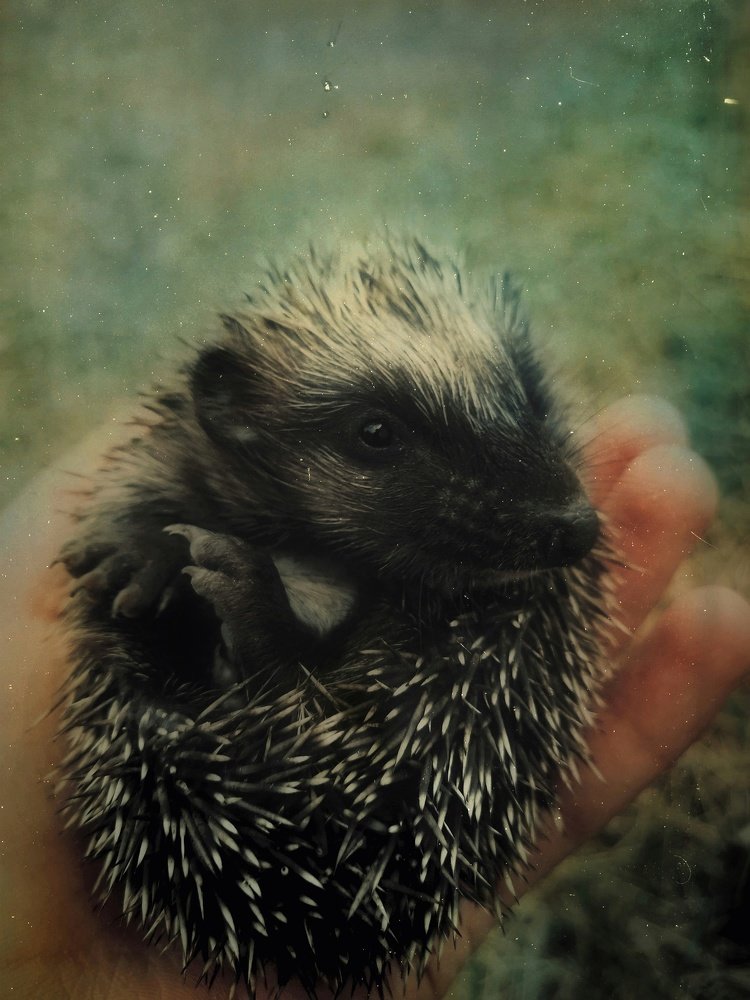 Photograph by Scrooge Ebenezer