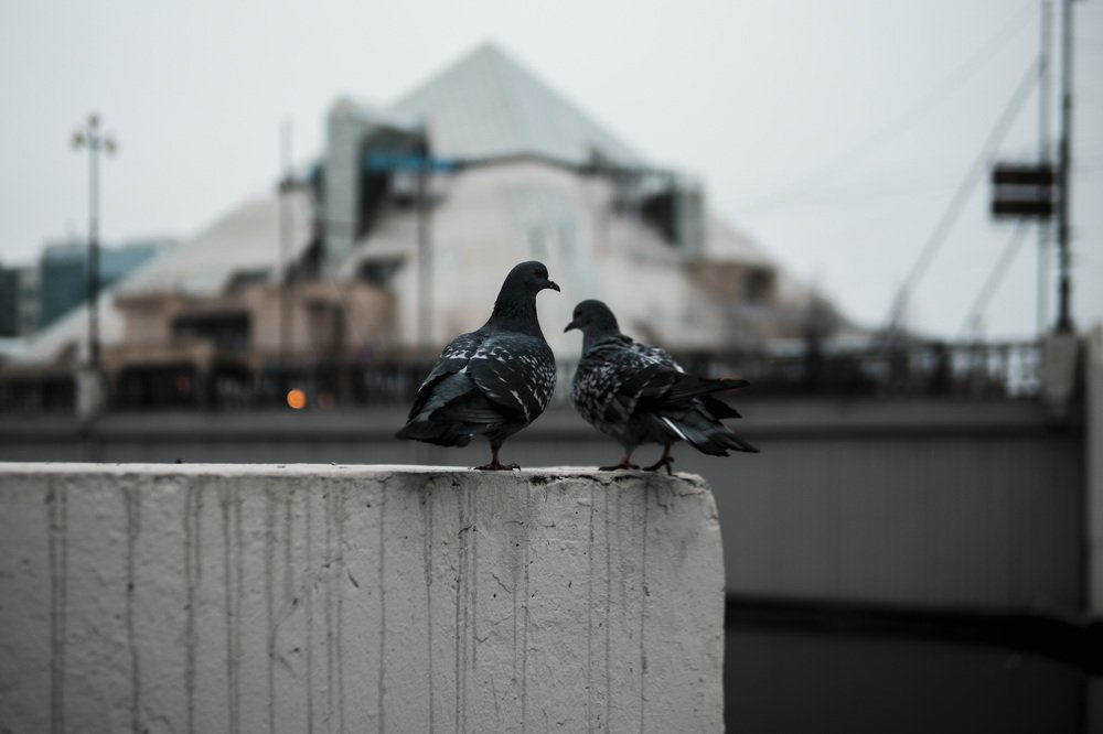 Photograph by Роман Габдуллин