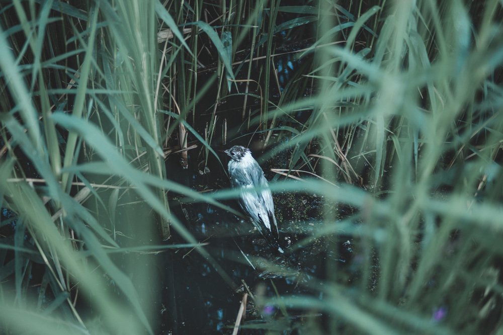 Photograph by Роман Габдуллин