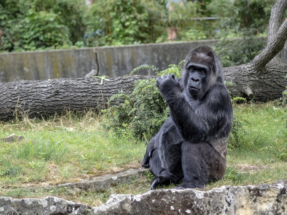 Photograph by Semion Ribinik