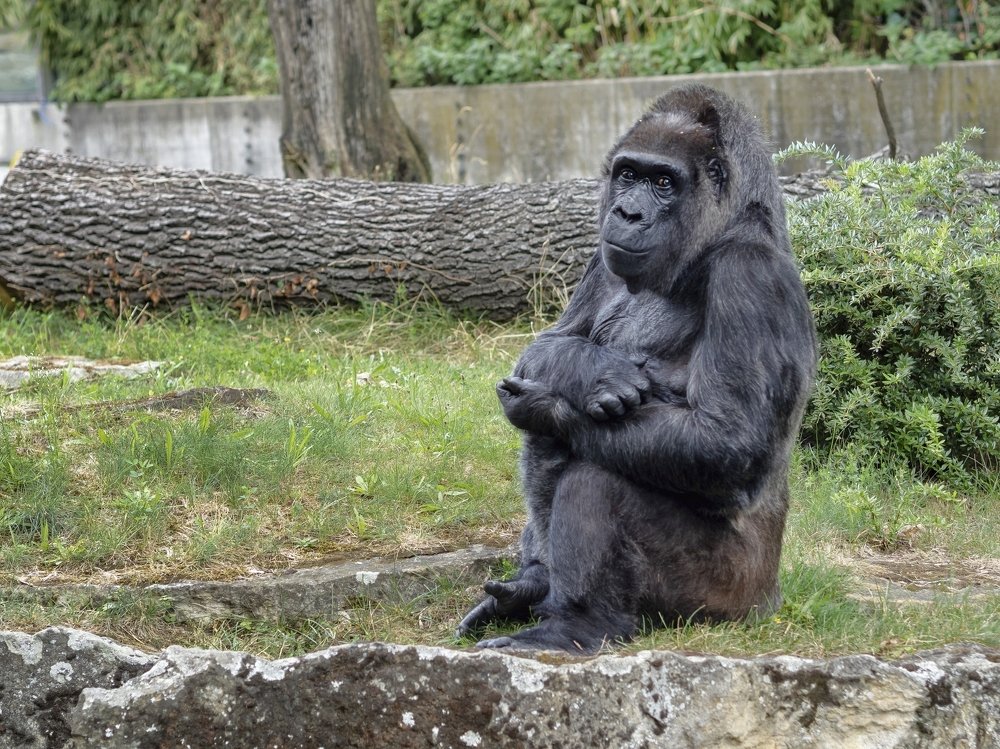 Photograph by Semion Ribinik