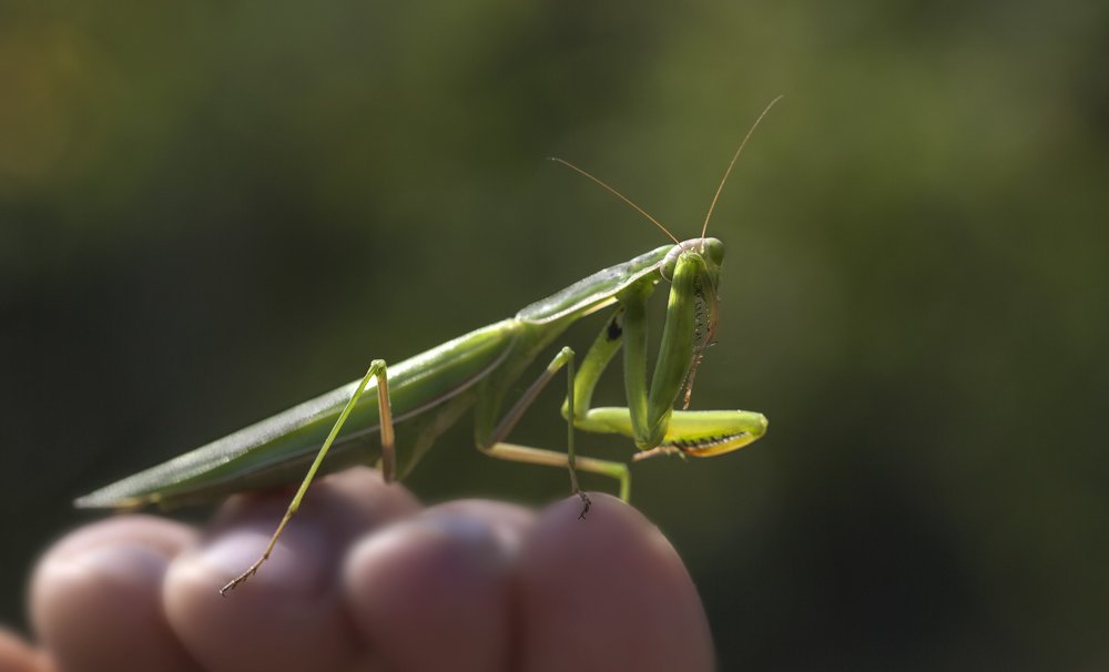 Застеснялся