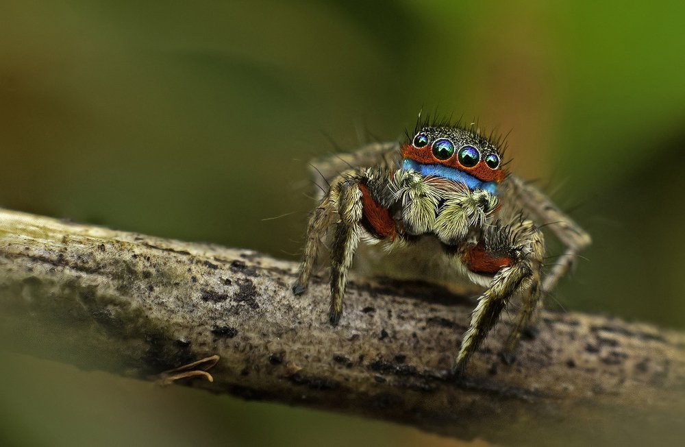 Photograph by Shashank Prabhakar