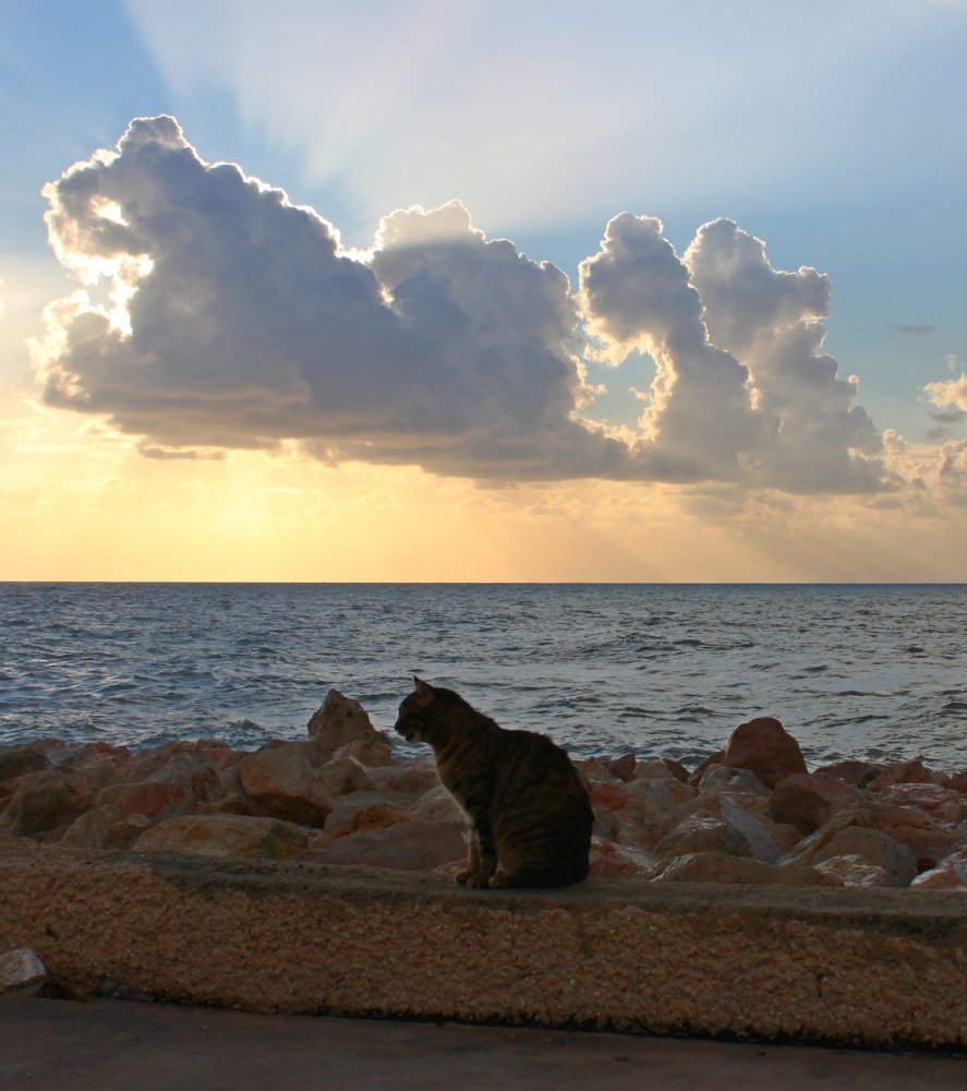 Two cats. One on earth, the other in heaven.