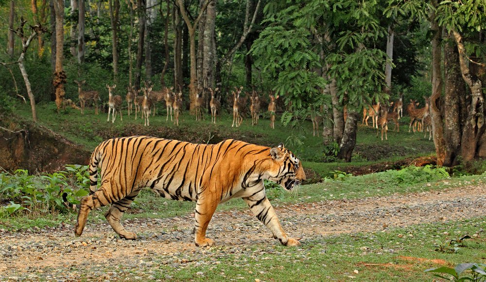 Photograph by Shashank Prabhakar