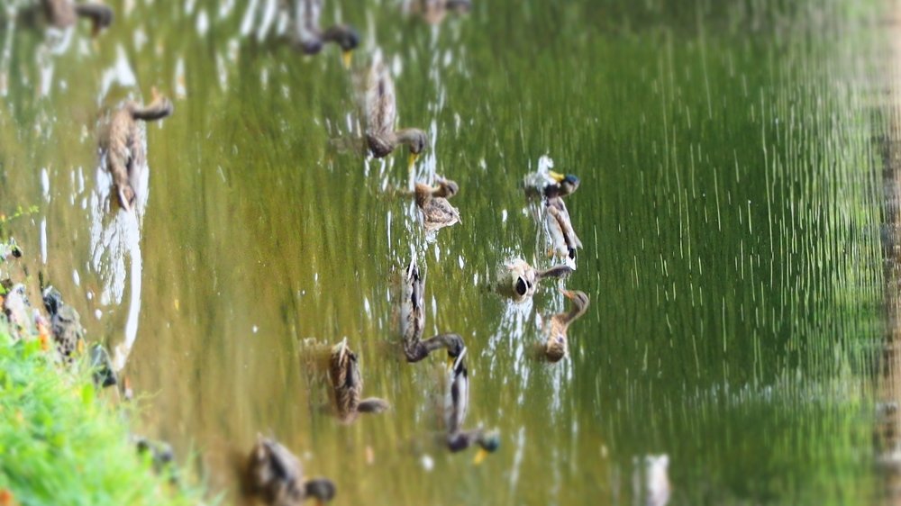 Photograph by Наталка Мазурук