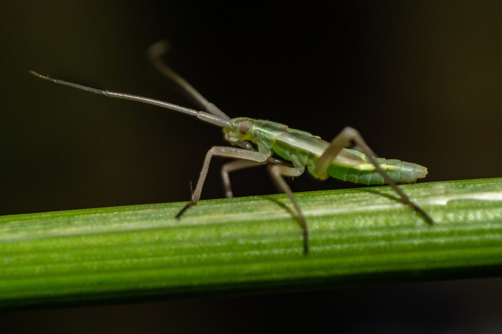 Маленькое насекомое